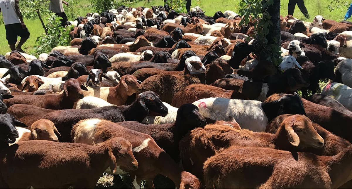 Madagascar cherche 400 millions de dollars pour transformer son élevage